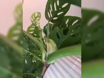 Bongacams Private Sex Chat of SallyeLeins