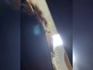 Bongacams Live Porn of APRILHILL