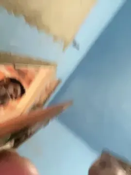 Cam4 Nude Webcam of Pri_Alerquina30