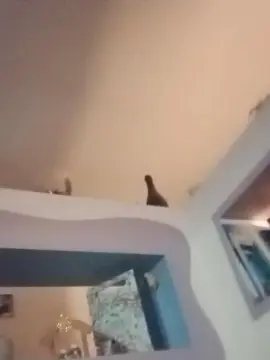 Cam4 Sex Cam of sapessi3