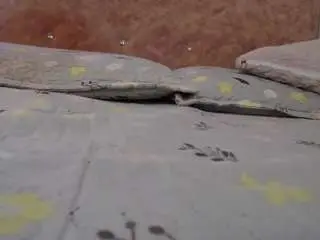 Camsoda Adult Webcam of solpeich