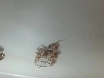 Chaturbate Sex Cam of sexy_scarlett_cinnamon