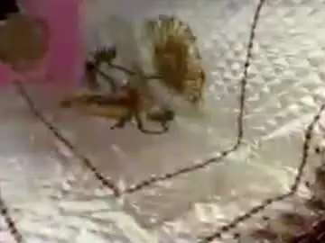 Chaturbate Sex Cam of jaynafriess